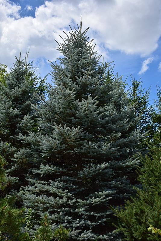 Picea Pungens 'glauca Baby Blue Eyes' - View 29 from www redcrocus com
