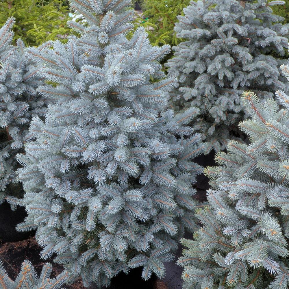 Picea Pungens 'glauca Baby Blue Eyes' - View 30 from www redcrocus com