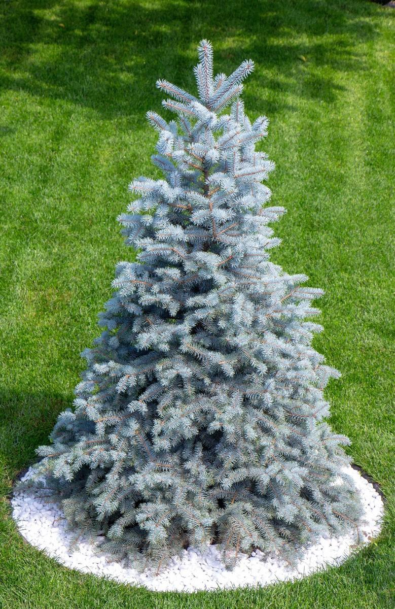 Picea Pungens 'glauca Baby Blue Eyes' - View 31 from www redcrocus com