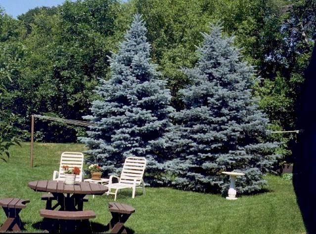 Picea Pungens 'glauca Baby Blue Eyes' - View 33 from www redcrocus com