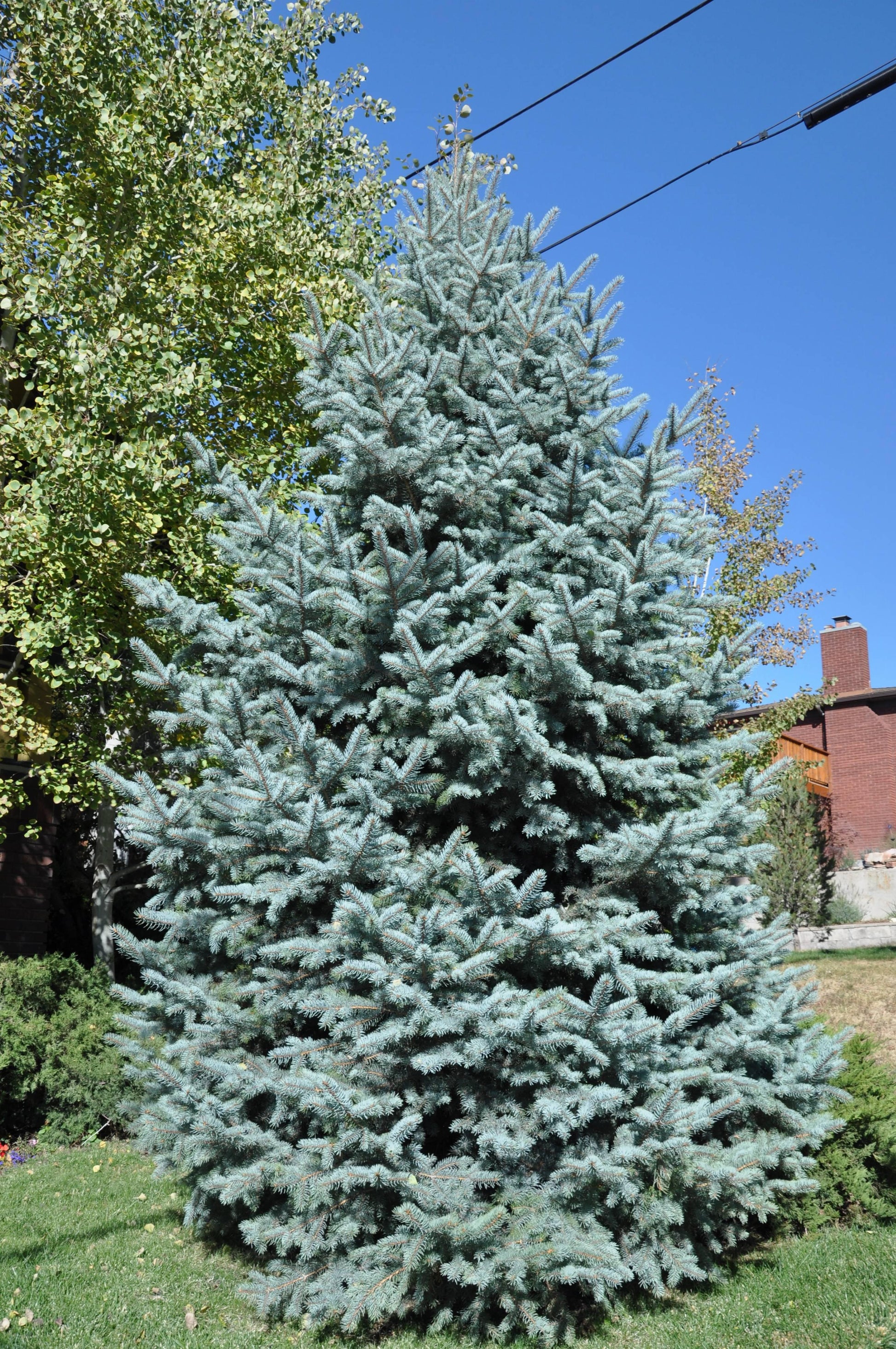 Picea Pungens 'glauca Baby Blue Eyes' - View 3 from www redcrocus com