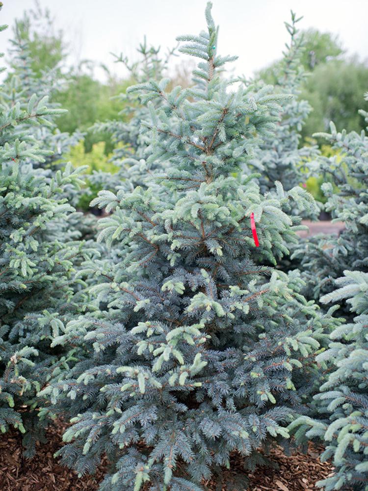 Picea Pungens 'glauca Baby Blue Eyes' - View 5 from www redcrocus com