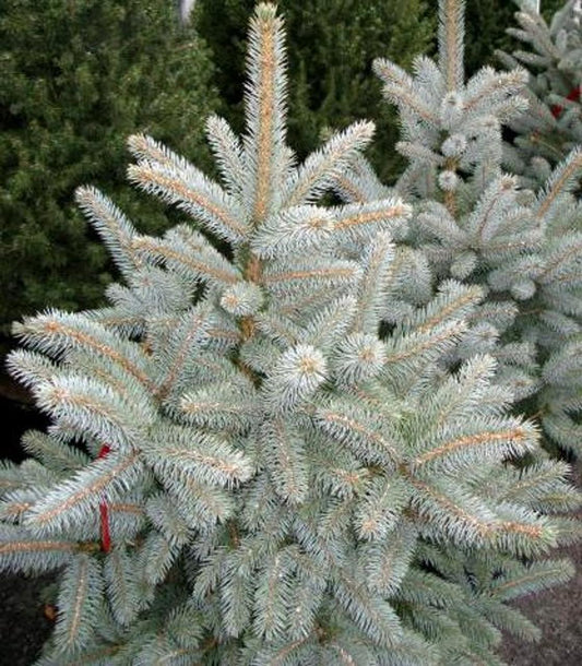 Picea Pungens Glauca Baby Blue Eyes - View 1 from www redcrocus com