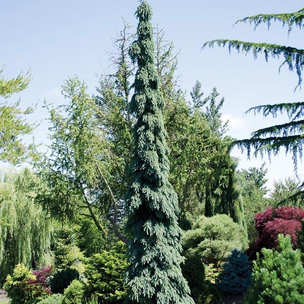 Picea Glauca Pendula - View 17 from www redcrocus com
