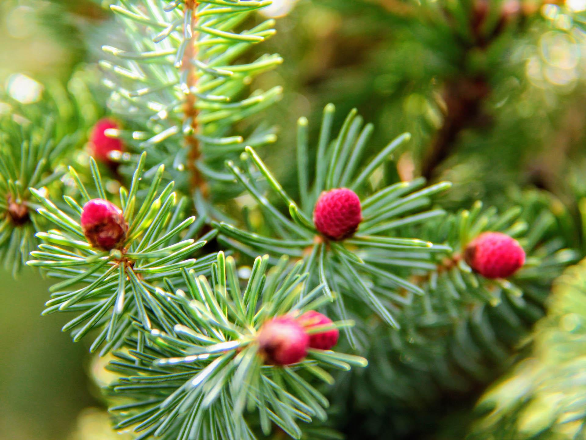 Picea Glauca Pendula - View 20 from www redcrocus com