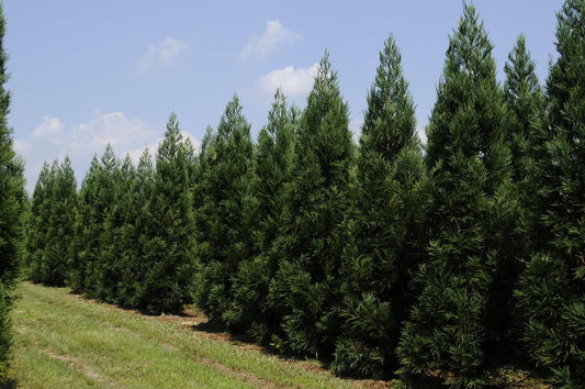 Cryptomeria Japonica Radicans - View 10 from www redcrocus com