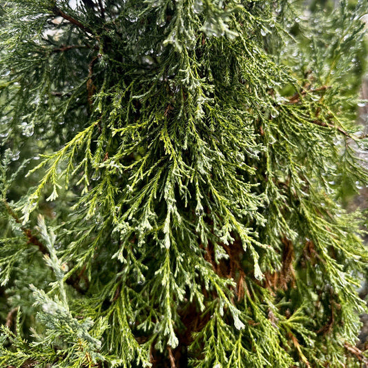 Juniperus Virginiana Taylor - View 12 from www redcrocus com