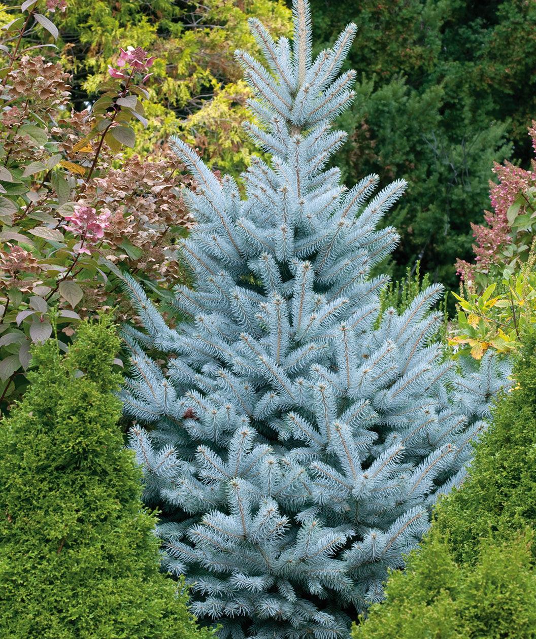 Picea Pungens 'glauca Baby Blue Eyes' - View 10 from www redcrocus com