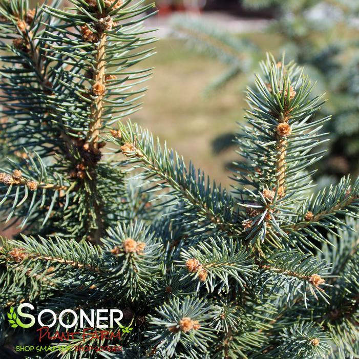 Picea Pungens 'glauca Baby Blue Eyes' - View 14 from www redcrocus com