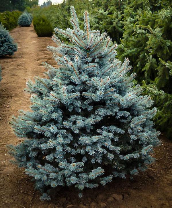 Picea Pungens 'glauca Baby Blue Eyes' - View 15 from www redcrocus com