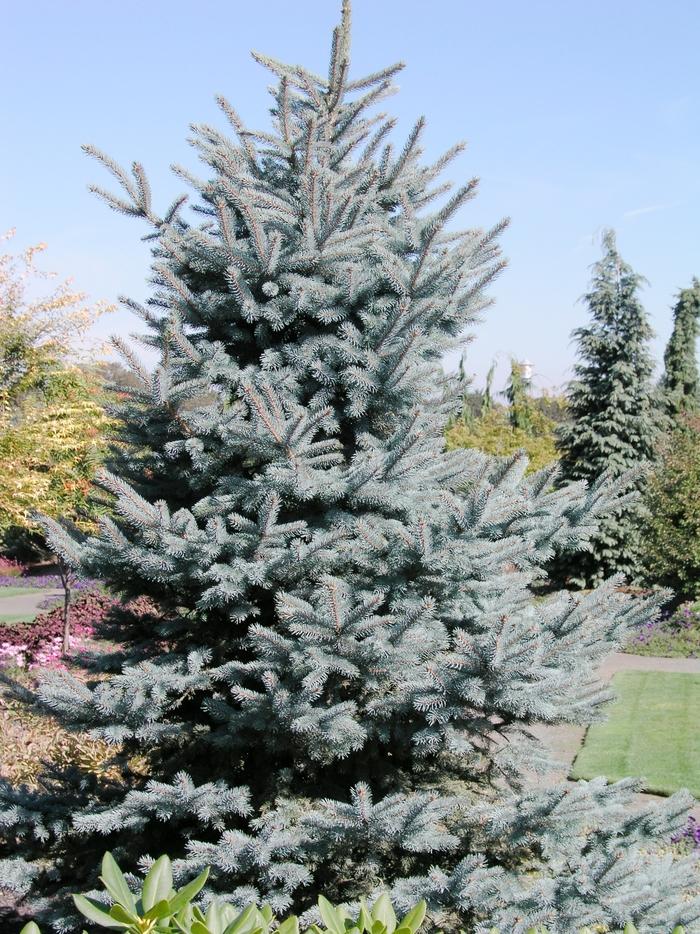 Picea Pungens 'glauca Baby Blue Eyes' - View 22 from www redcrocus com