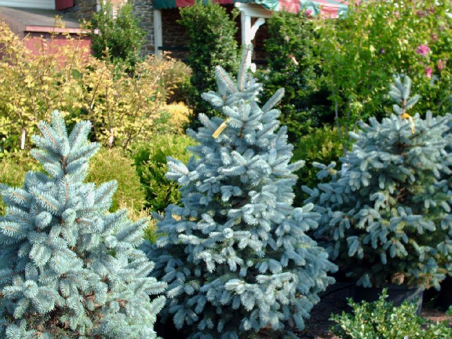 Picea Pungens 'glauca Baby Blue Eyes' - View 25 from www redcrocus com