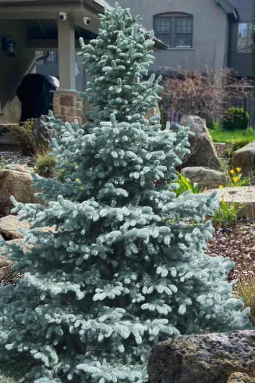 Picea Pungens 'glauca Baby Blue Eyes' - View 26 from www redcrocus com