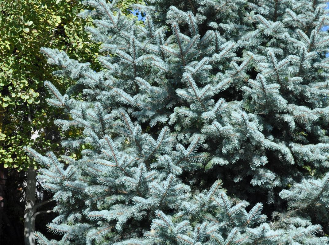 Picea Pungens 'glauca Baby Blue Eyes' - View 28 from www redcrocus com