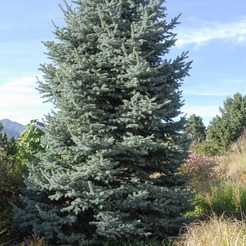 Picea Pungens 'glauca Baby Blue Eyes' - View 30 from www redcrocus com