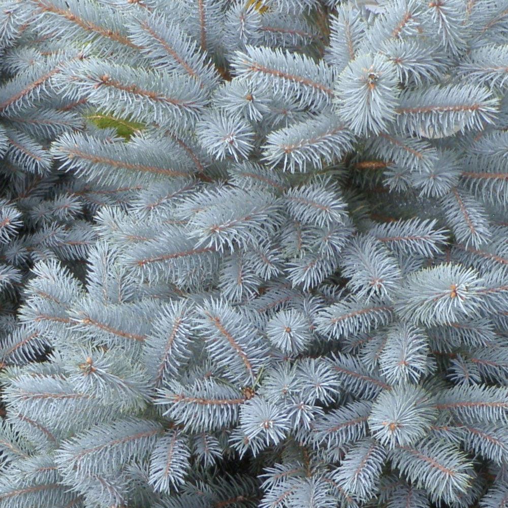 Picea Pungens 'glauca Baby Blue Eyes' - View 8 from www redcrocus com