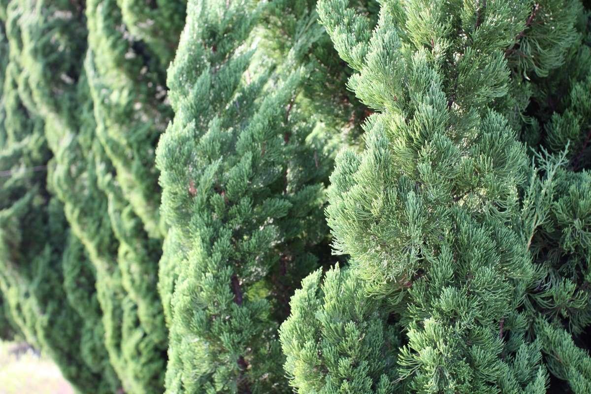 Juniperus Chinensis 'keteleeri' - View 12 from www redcrocus com