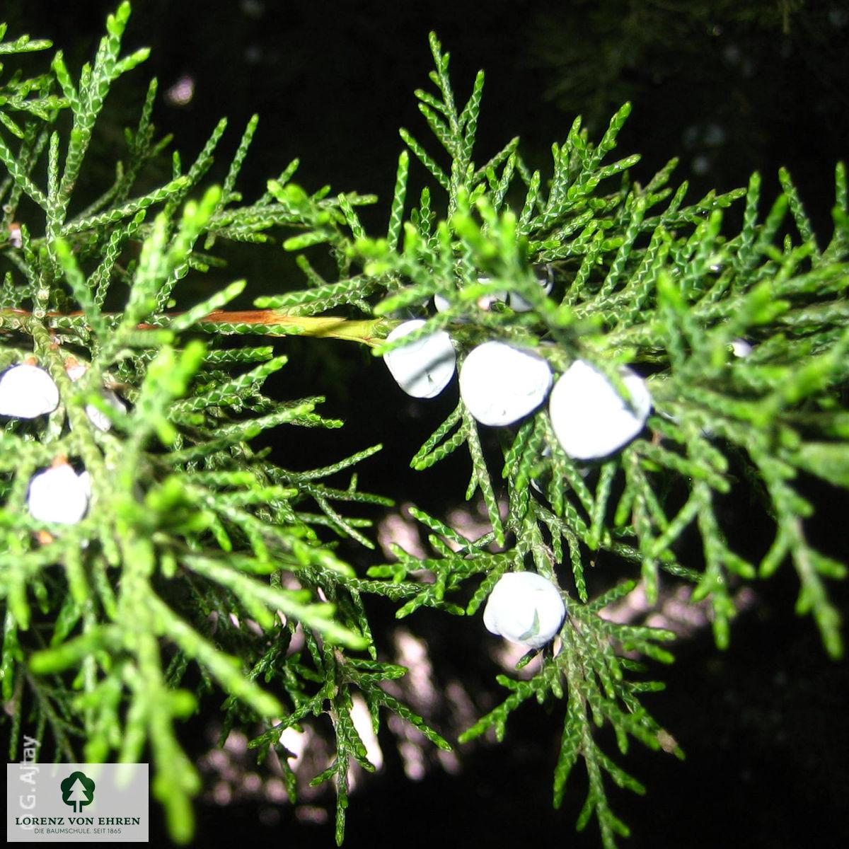 Juniperus Chinensis 'keteleeri' - View 16 from www redcrocus com