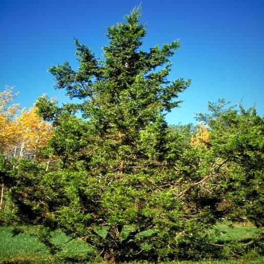 Juniperus Chinensis 'keteleeri' - View 17 from www redcrocus com