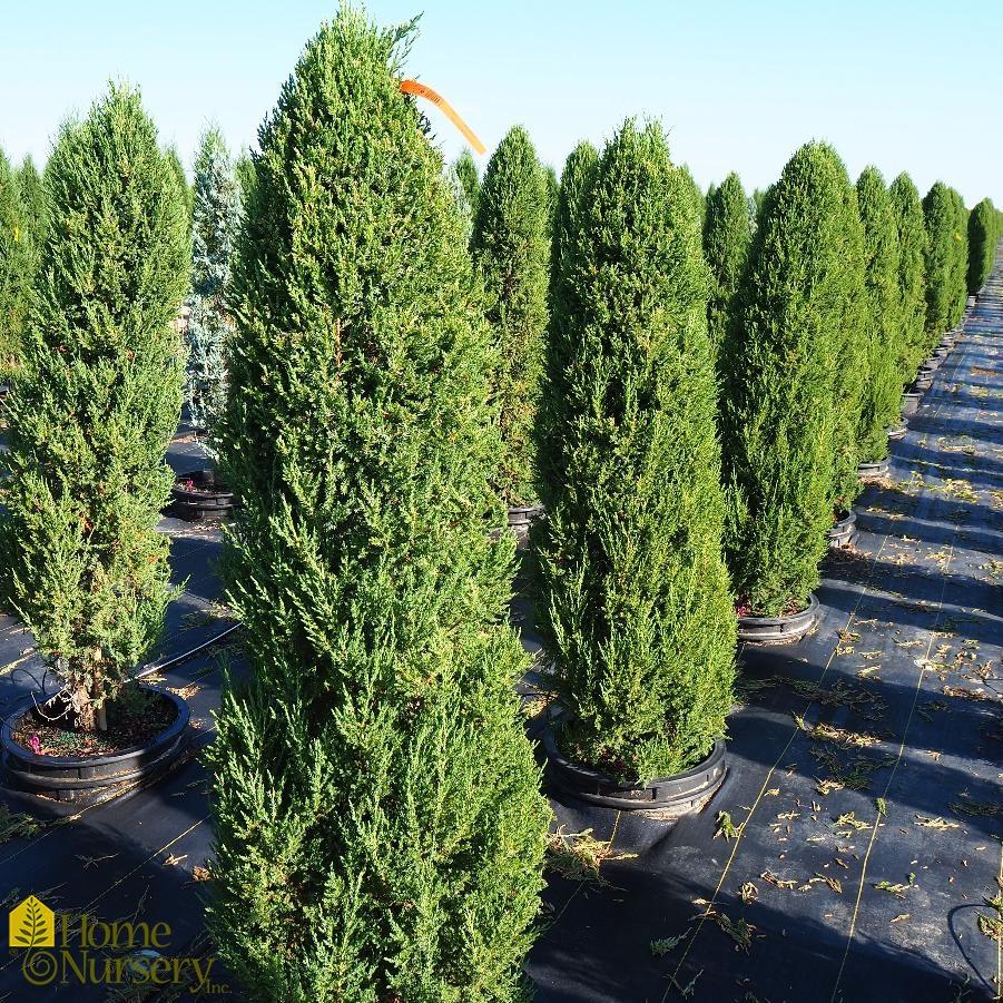Juniperus Chinensis 'keteleeri' - View 18 from www redcrocus com