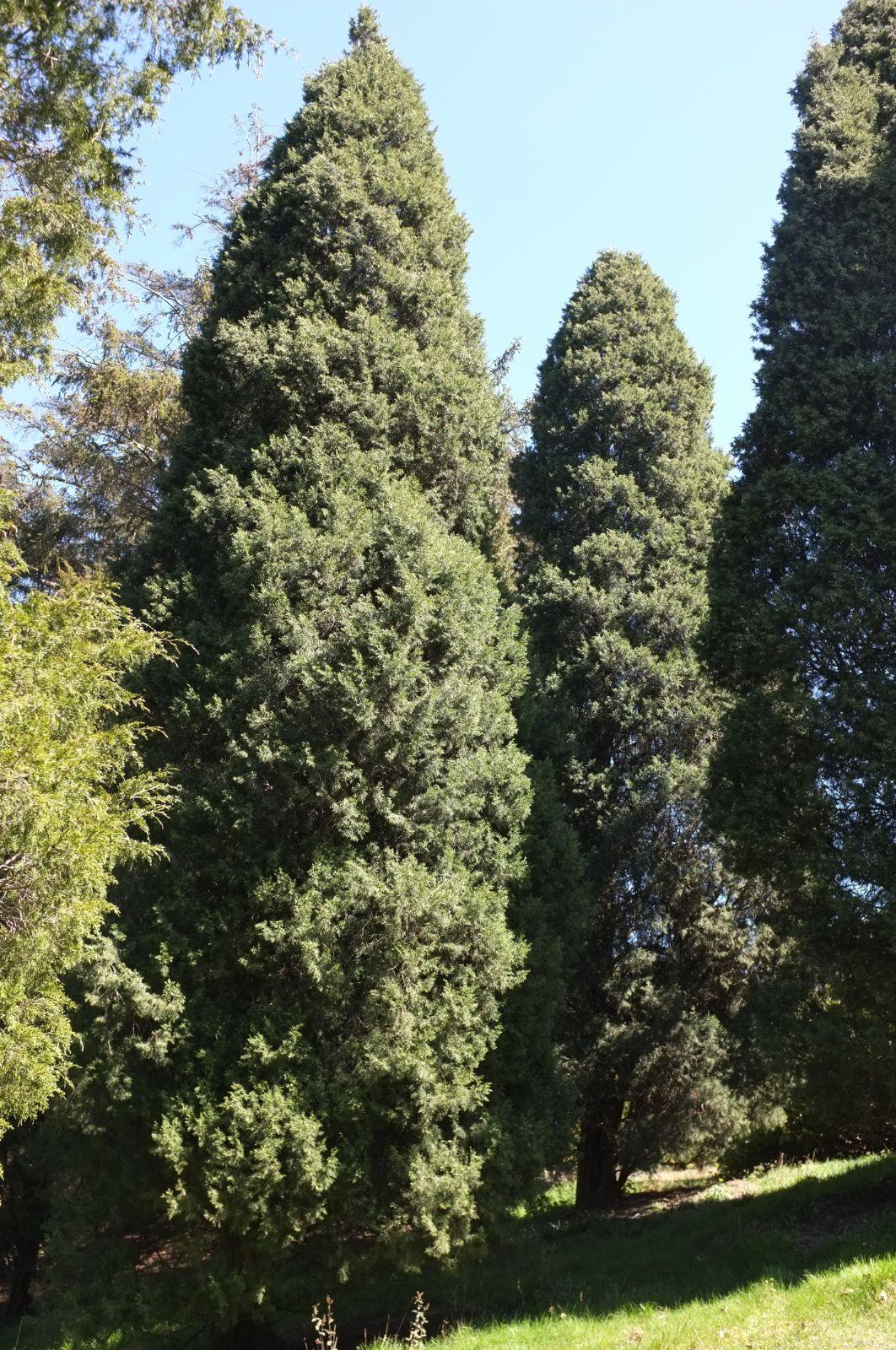 Juniperus Chinensis 'keteleeri' - View 19 from www redcrocus com