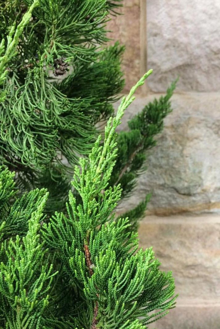 Juniperus Chinensis 'keteleeri' - View 21 from www redcrocus com