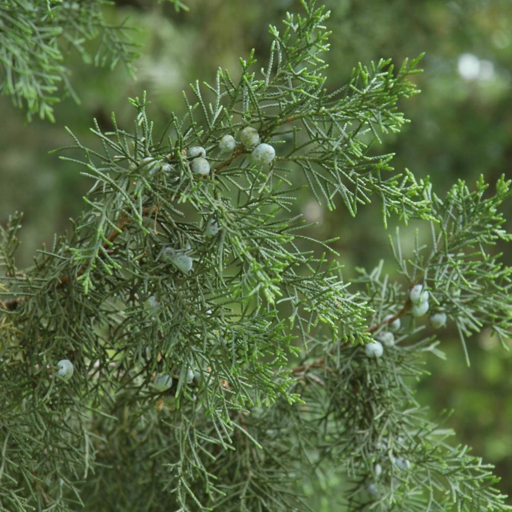 Juniperus Chinensis 'keteleeri' - View 22 from www redcrocus com