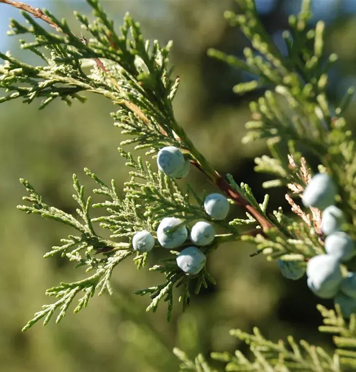Juniperus Chinensis 'keteleeri' - View 23 from www redcrocus com