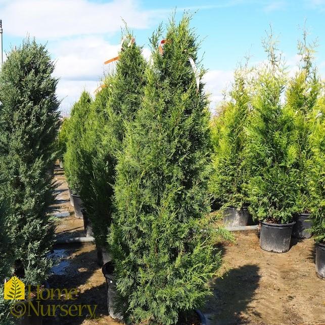 Juniperus Chinensis 'keteleeri' - View 4 from www redcrocus com
