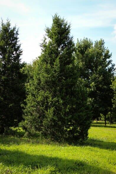 Juniperus Chinensis 'keteleeri' - View 8 from www redcrocus com