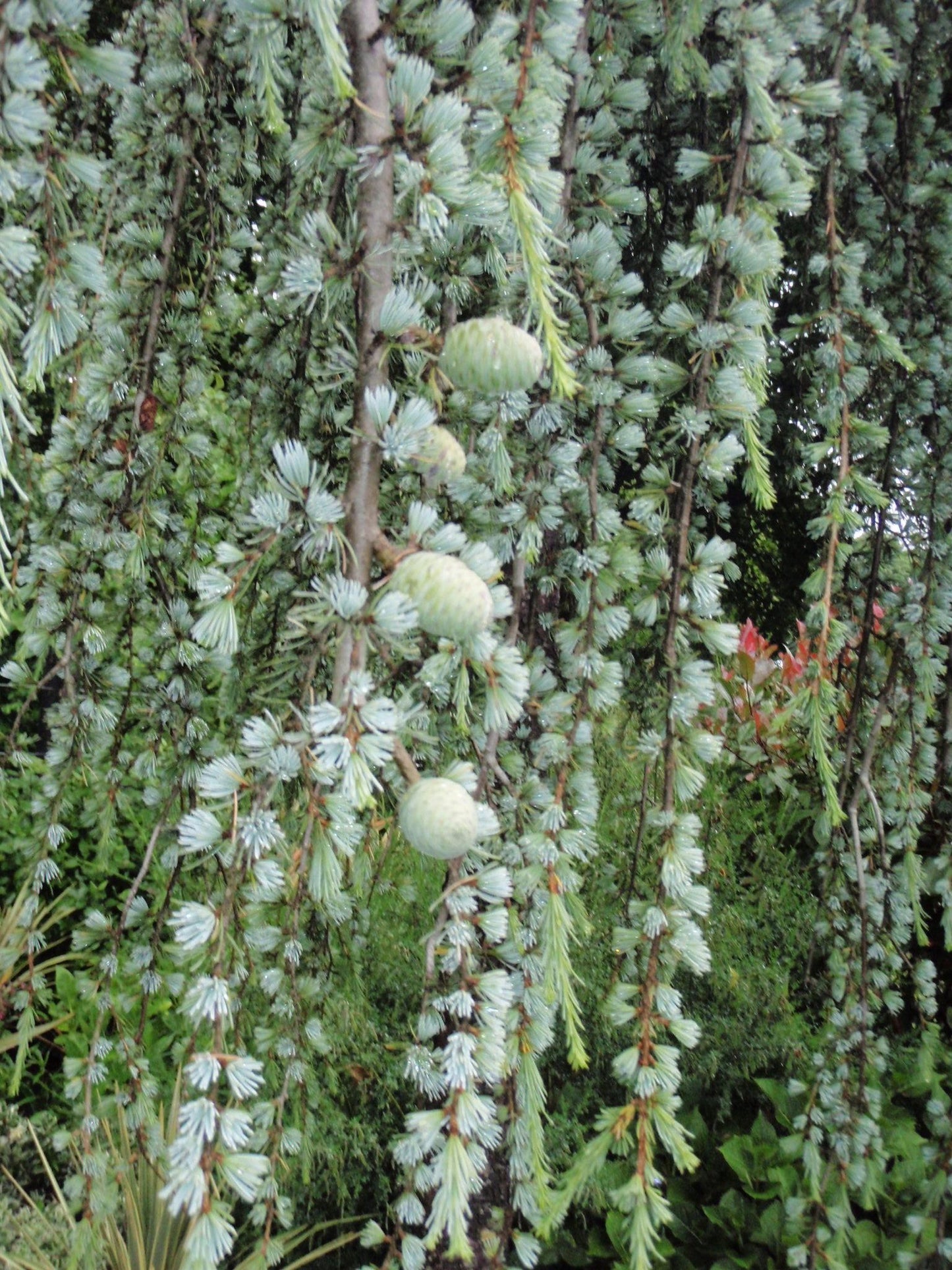 Cedrus Atlantica Glauca Pendula - View 12 from www redcrocus com
