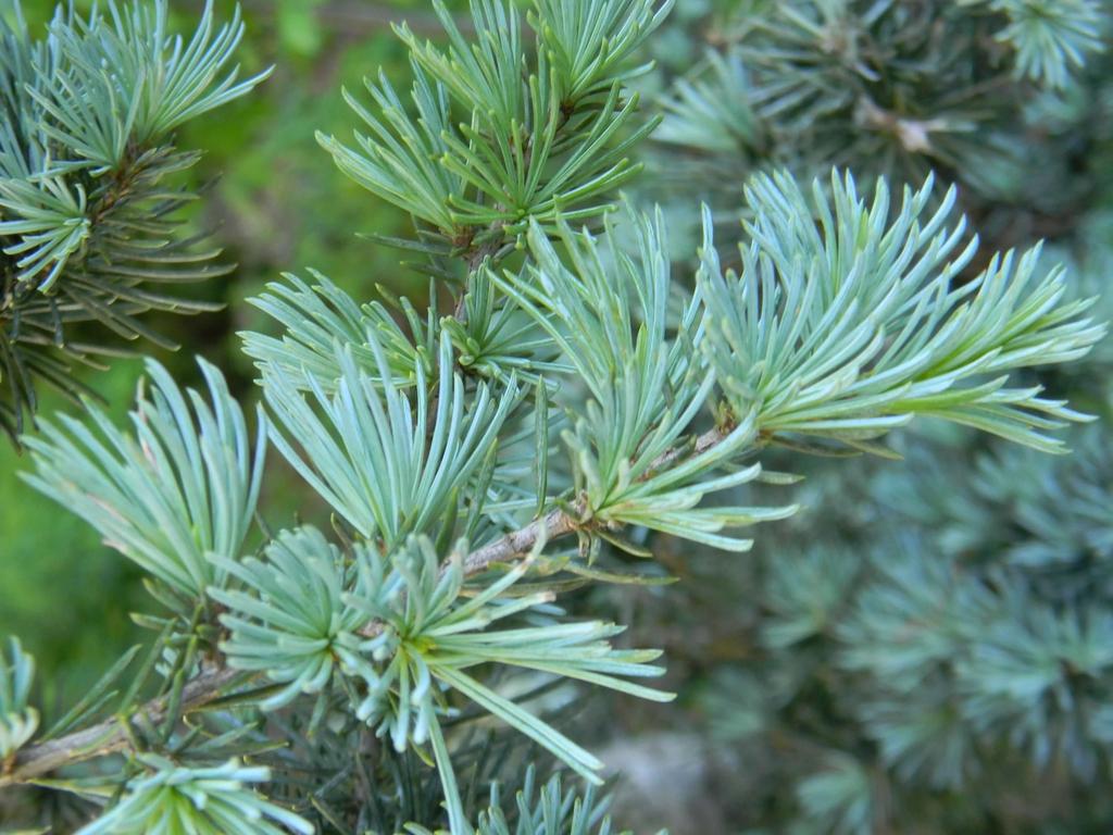Cedrus Atlantica Glauca Pendula - View 13 from www redcrocus com