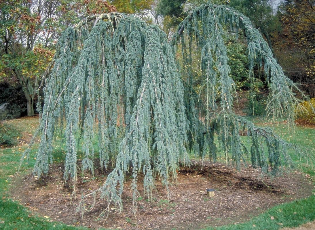Cedrus Atlantica Glauca Pendula - View 18 from www redcrocus com
