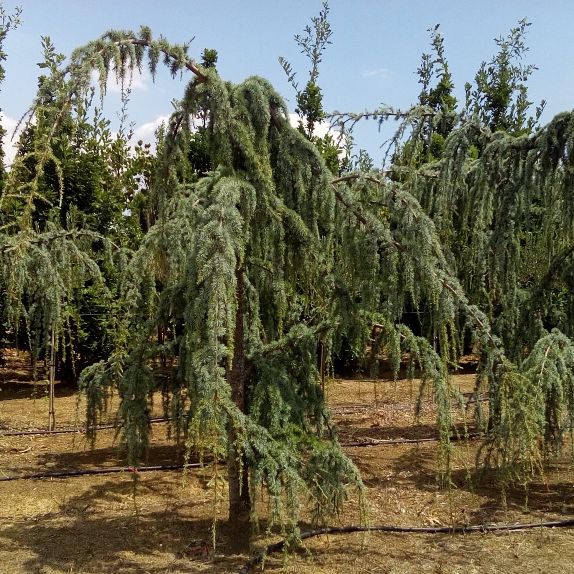 Cedrus Atlantica Glauca Pendula - View 19 from www redcrocus com