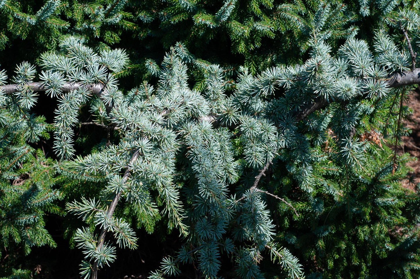 Cedrus Atlantica Glauca Pendula - View 20 from www redcrocus com