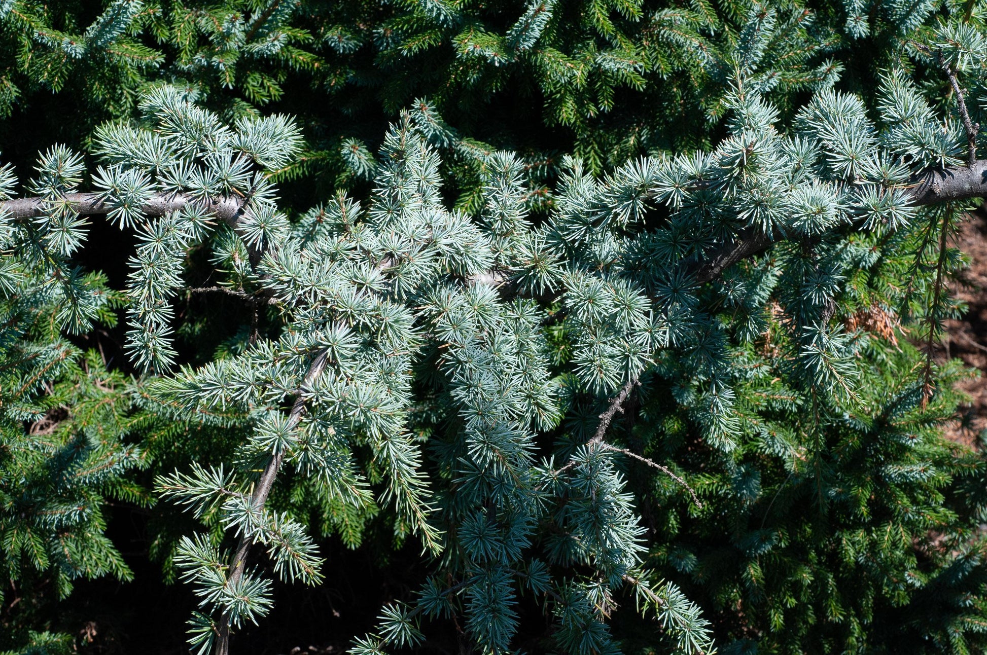 Cedrus Atlantica Glauca Pendula - View 20 from www redcrocus com