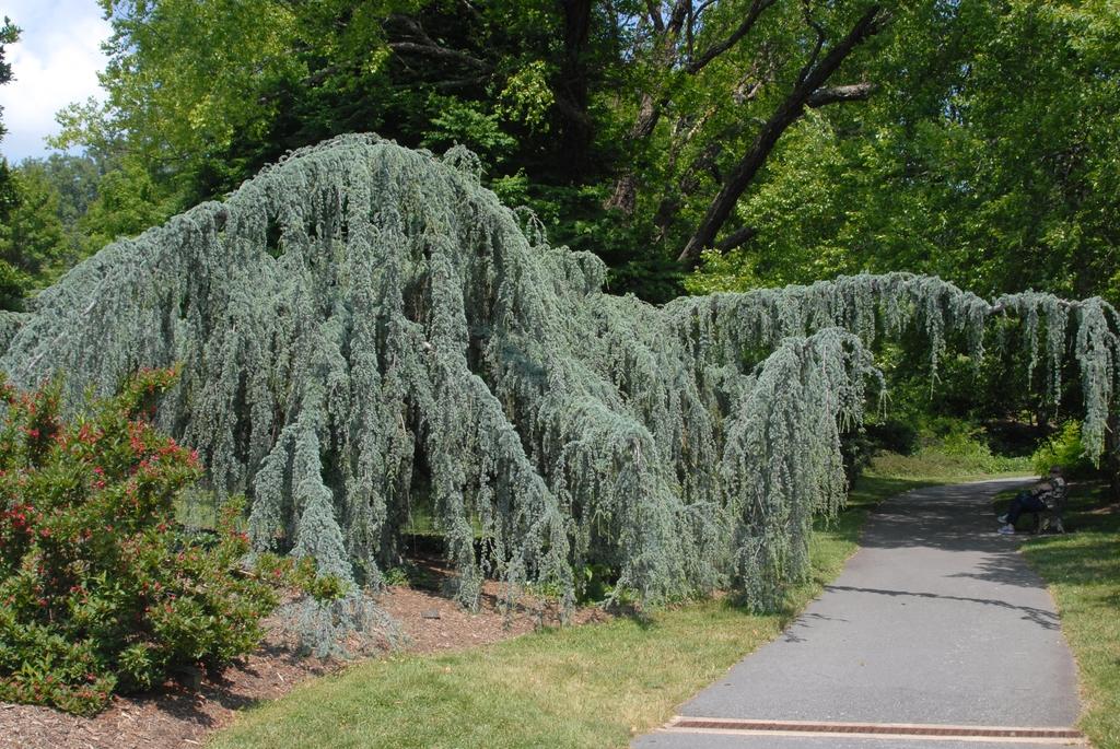 Cedrus Atlantica Glauca Pendula - View 2 from www redcrocus com