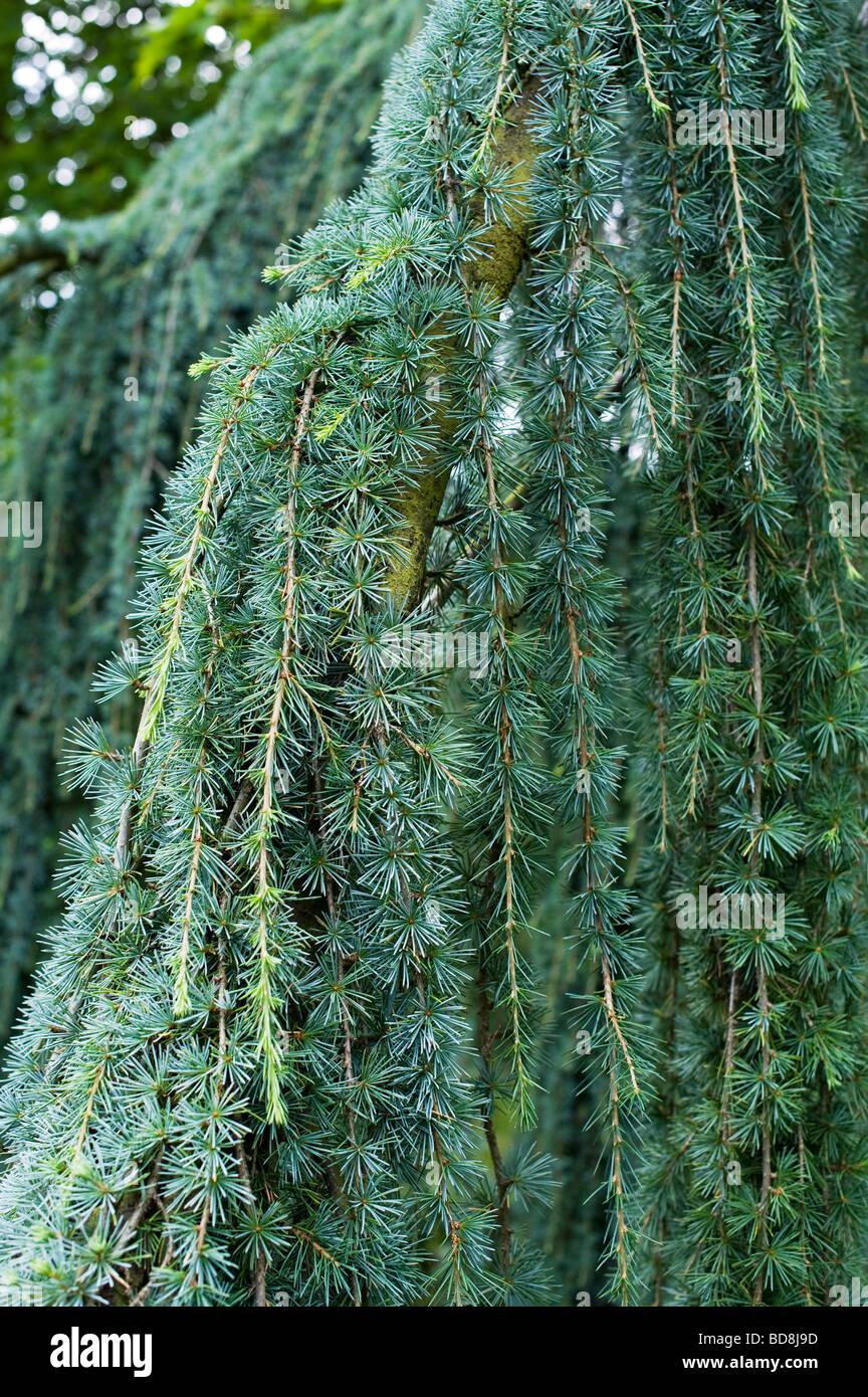 Cedrus Atlantica Glauca Pendula - View 3 from www redcrocus com