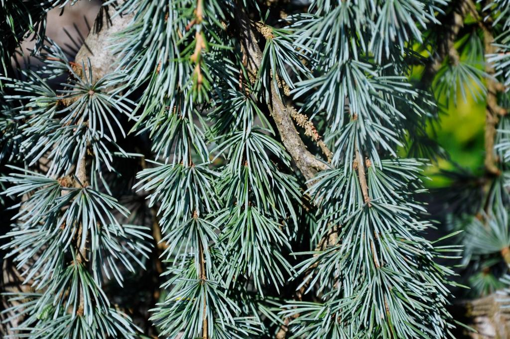 Cedrus Atlantica Glauca Pendula - View 4 from www redcrocus com