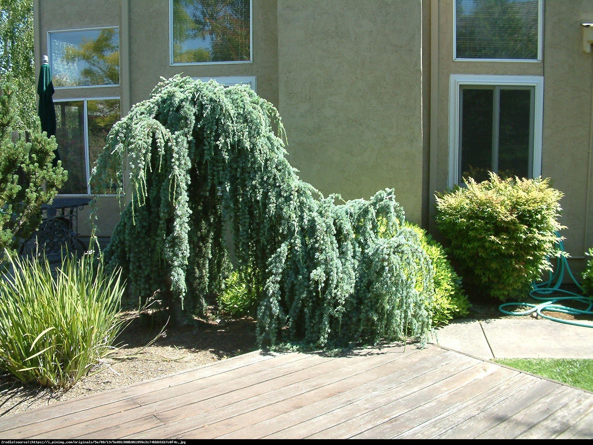 Cedrus Atlantica Glauca Pendula - View 5 from www redcrocus com