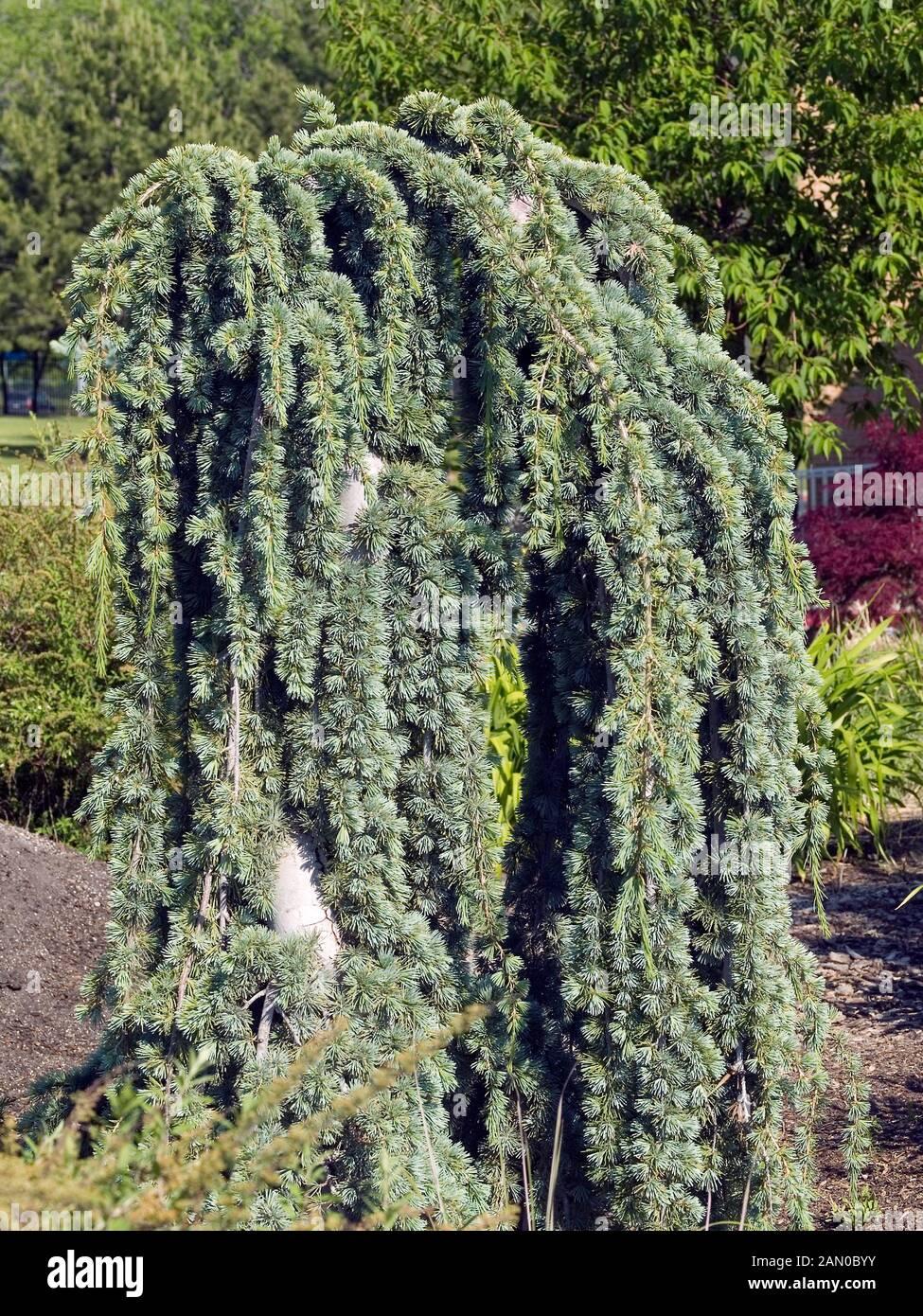 Cedrus Atlantica Glauca Pendula - View 6 from www redcrocus com