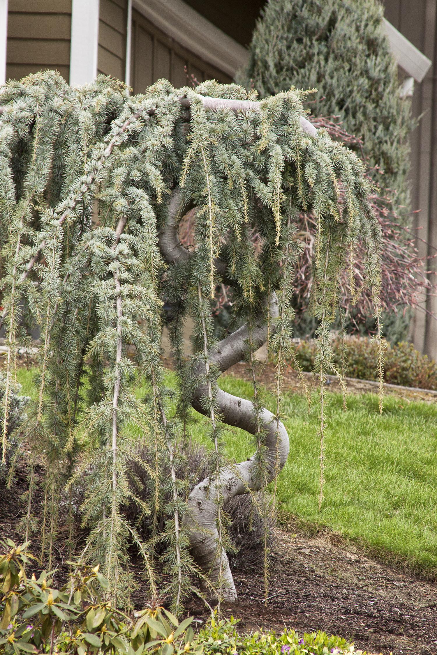 Cedrus Atlantica Glauca Pendula - View 7 from www redcrocus com