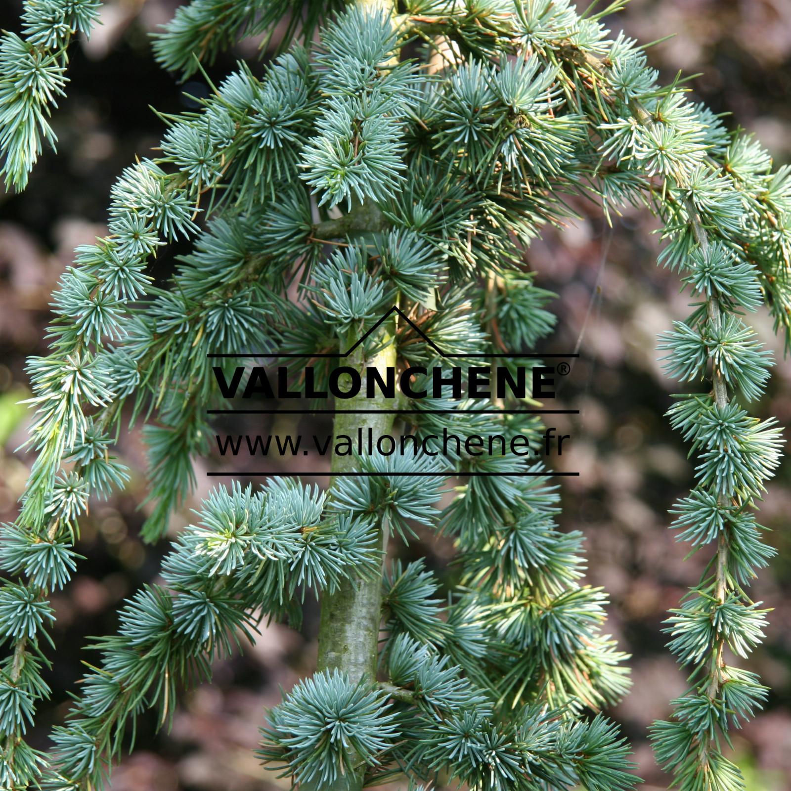 Cedrus Atlantica Glauca Pendula - View 8 from www redcrocus com
