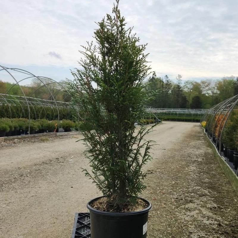 Thuja Plicata 'leprechaun' - View 24 from www redcrocus com