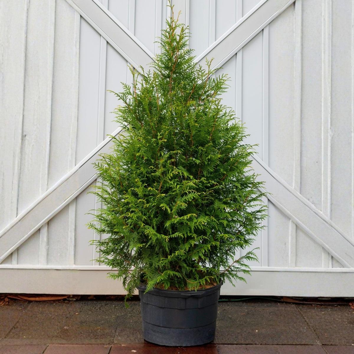 Thuja Plicata 'leprechaun' - View 28 from www redcrocus com