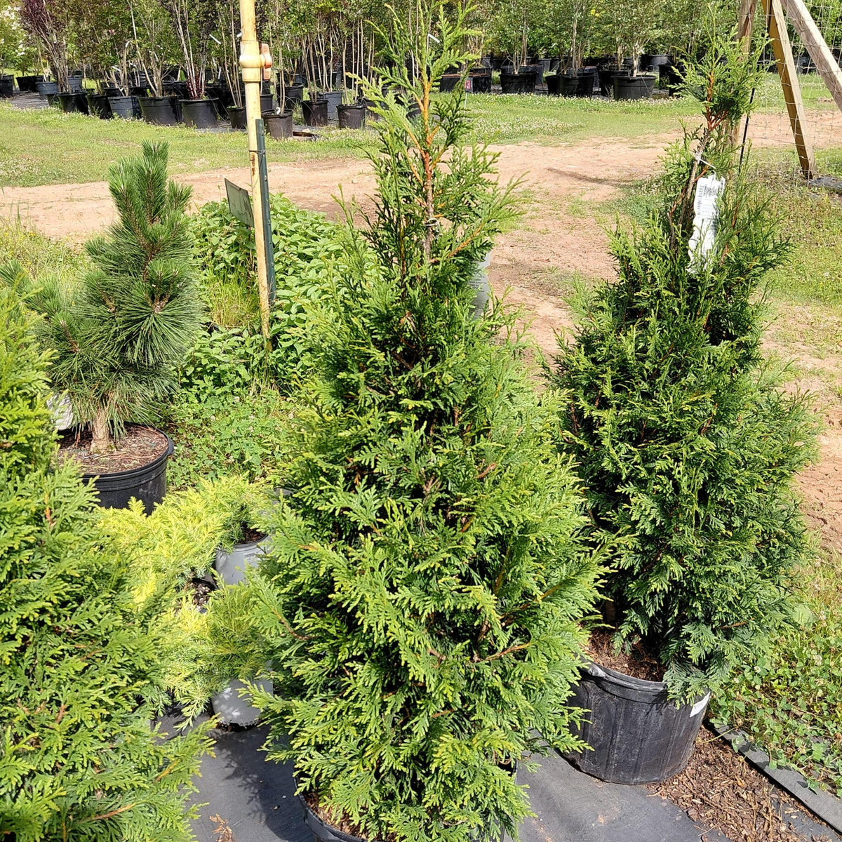 Thuja Plicata 'leprechaun' - View 35 from www redcrocus com