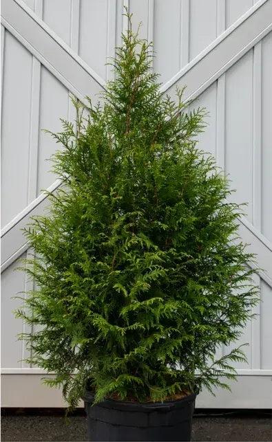 Thuja Plicata 'leprechaun' - View 37 from www redcrocus com