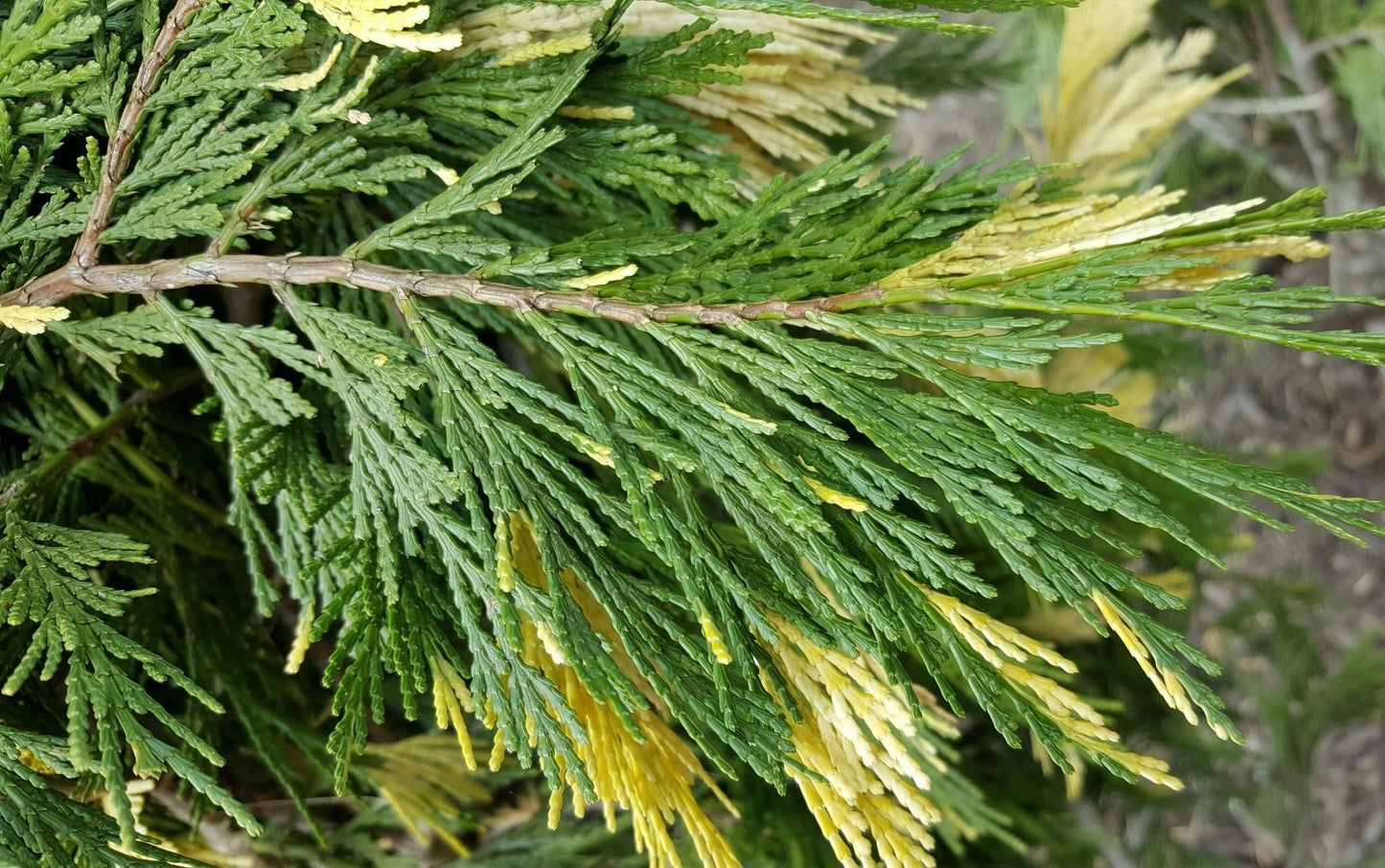 Calocedrus Decurrens - View 11 from www redcrocus com