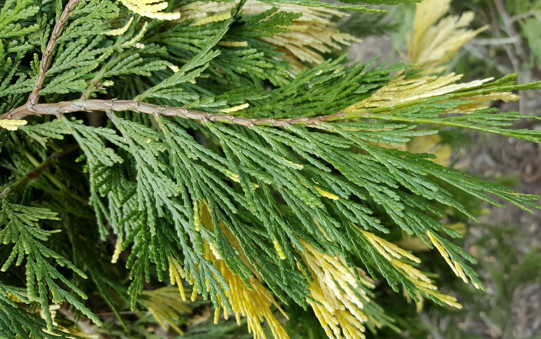 Calocedrus Decurrens - View 11 from www redcrocus com