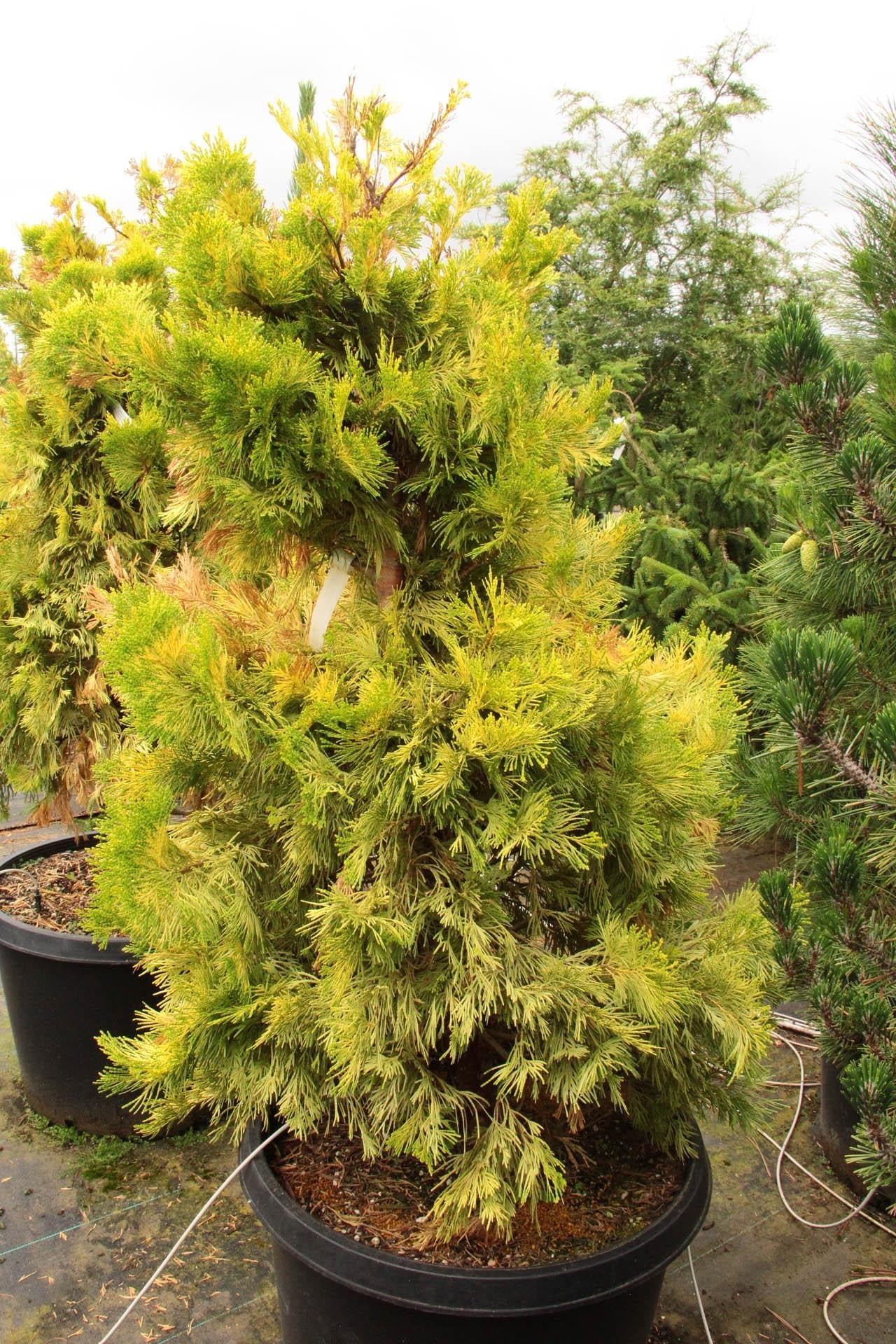 Calocedrus Decurrens - View 14 from www redcrocus com